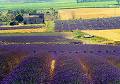 Viaggi Organizzati Provenza e Camargue